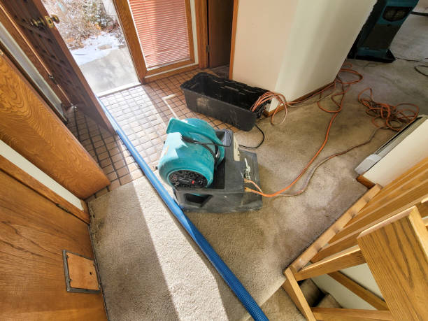 Best Mold Prevention and Remediation in Palatine, IL